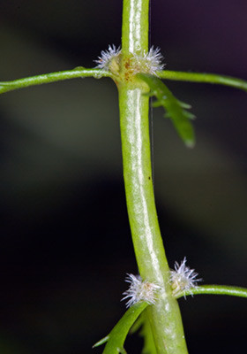 Common milfoil (Myriophyllum propinquum). Photo: Jeremy Rolfe