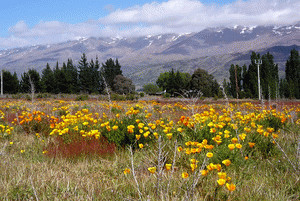 Exotic plants now dominate the landscape in many parts of New Zealand. Photo: Jesse Bythell