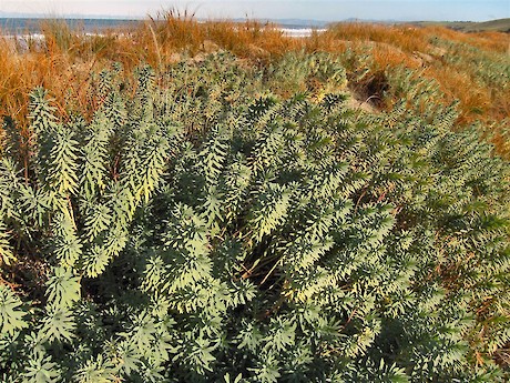 Planted Euphorbia glauca and pingao on the restored Tavora dunes: John Barkla.