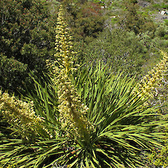Aciphylla horrida