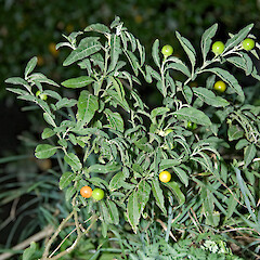 Solanum diflorum